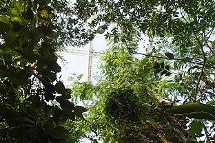 C.F. MØLLER OG TERROIR I AUSTRALSK veksthusKONKURRANSE - C.F. Møller. Photo: Julian Weyer