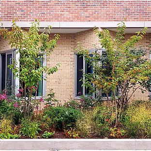 Seasonal planting and different characters of the gardens at Springfield University Hospital creates a variety of smells and visual appearances throughout the seasons. - C.F. Møller Architects får prisen Building Better Healthcare - C.F. Møller. Photo: C.F. Møller Architects.