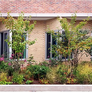 Seasonal planting and different characters of the gardens at Springfield University Hospital creates a variety of smells and visual appearances throughout the seasons. - C.F. Møller Architects vinner arkitekturpris inom vård - C.F. Møller. Photo: C.F. Møller Architects.